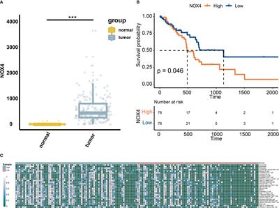 Integrated clinical analysis and data mining assessed the impact of NOX4 on the immune microenvironment and prognosis of pancreatic cancer